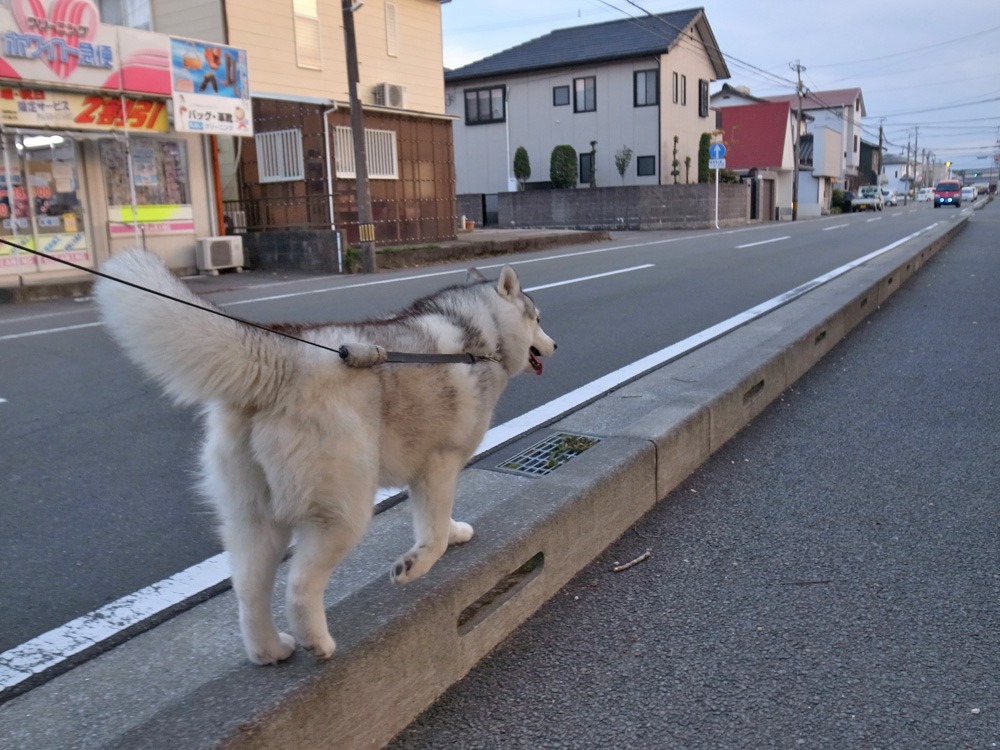 南国の冬　(*^_^*)_c0049299_2212464.jpg