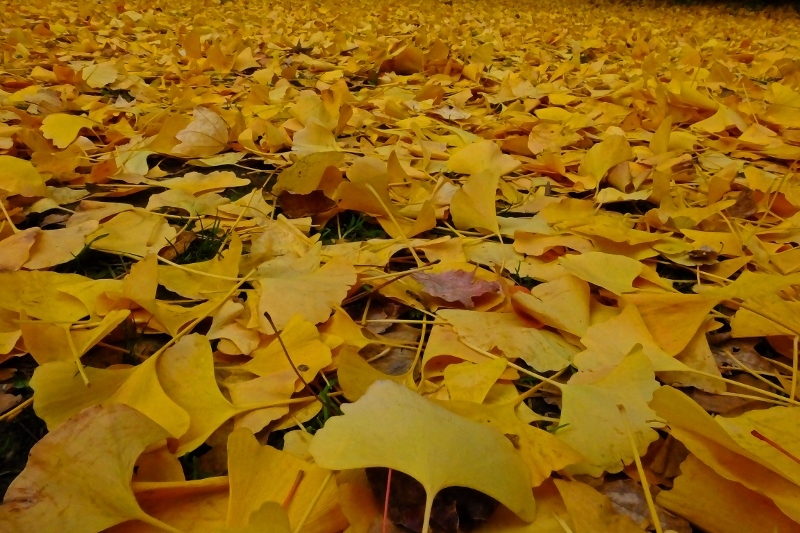a0326310_11204774.jpg