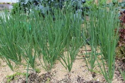 f0079111_22383732.jpg
