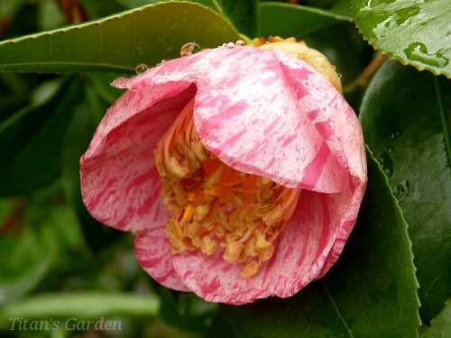 Camellia japonica \'Tamakasumi\'_b0099813_016452.jpg