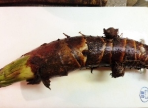 今週のお味噌汁は たけのこ芋 京芋 入り根菜の味噌汁です Miso汁香房