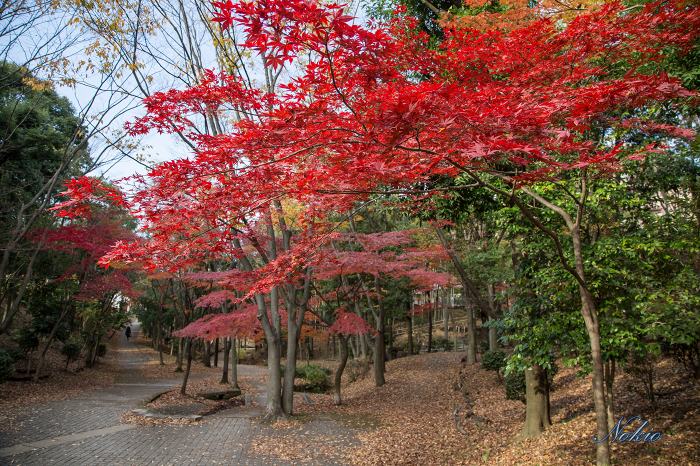 まだまだ紅葉_f0173817_95824100.jpg