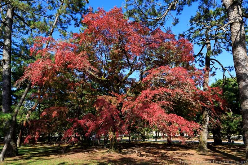 紅葉、いや、銀杏の京都御苑_b0325840_00005839.jpg