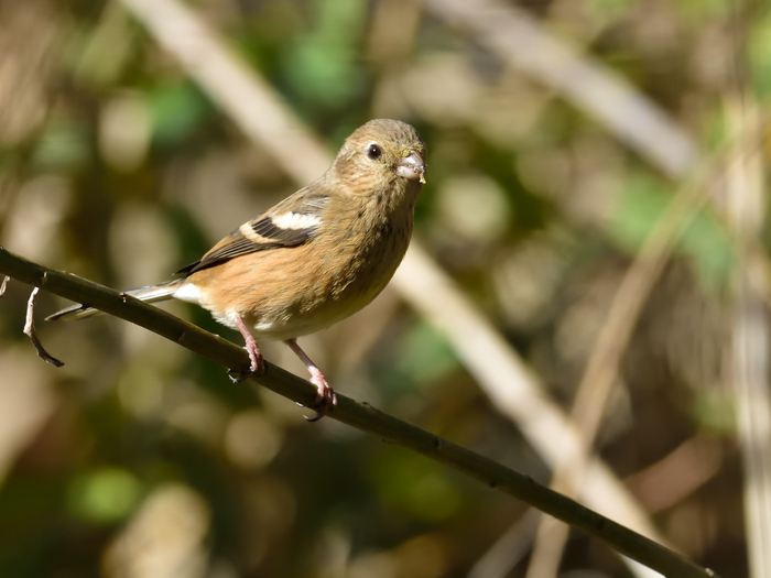 ベニマシコ（紅猿子）/Long-tailed Rosefinch_b0309841_10563353.jpg