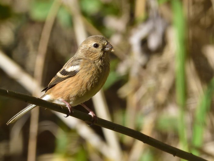 ベニマシコ（紅猿子）/Long-tailed Rosefinch_b0309841_10564894.jpg