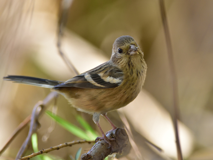 ベニマシコ（紅猿子）/Long-tailed Rosefinch_b0309841_1057469.jpg