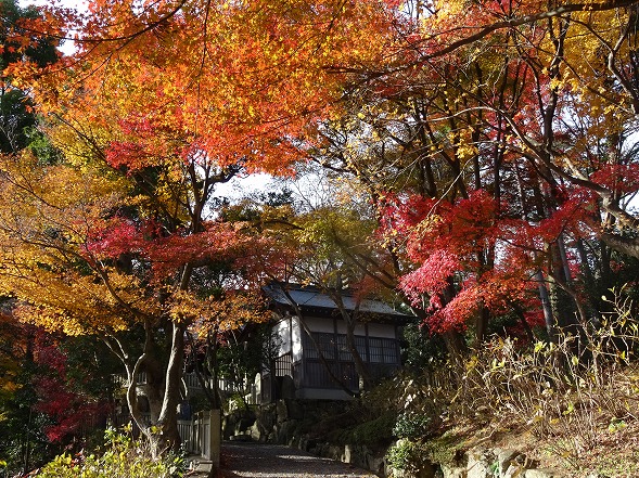 西山三山・楊谷寺の紅葉_b0299042_16293276.jpg