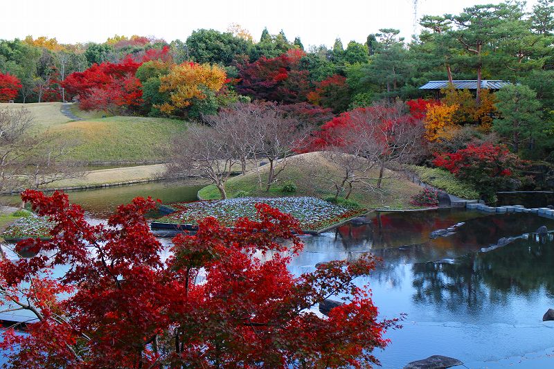 京都 梅小路公園緑の館 朱雀の庭 の紅葉1515 ヒストリカル シェア 京都中心の四季 歴史 祭