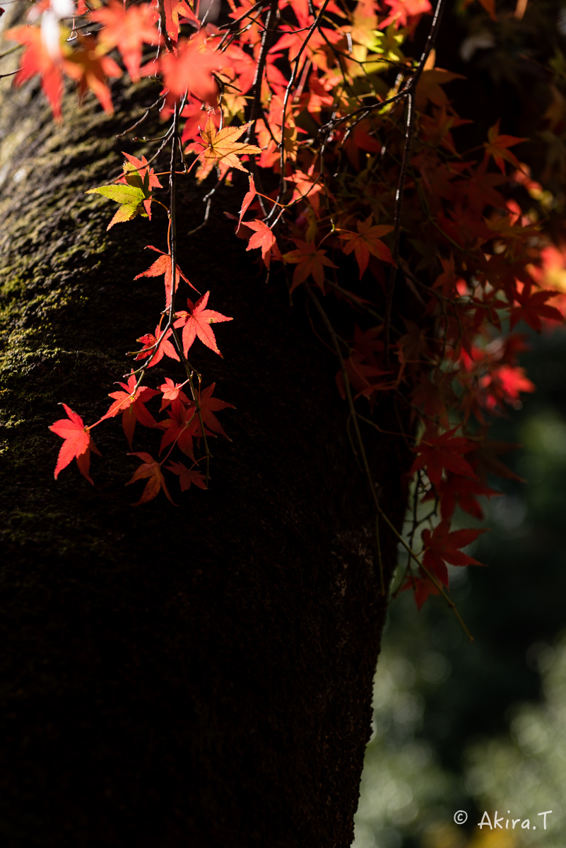 京都・山科の紅葉 2015 〜山科疎水〜_f0152550_15341618.jpg