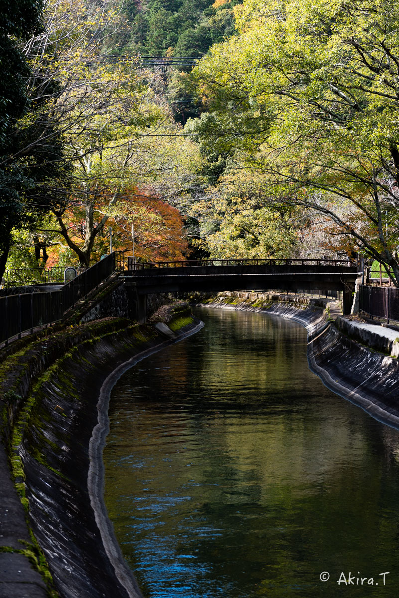 京都・山科の紅葉 2015 〜山科疎水〜_f0152550_15342955.jpg