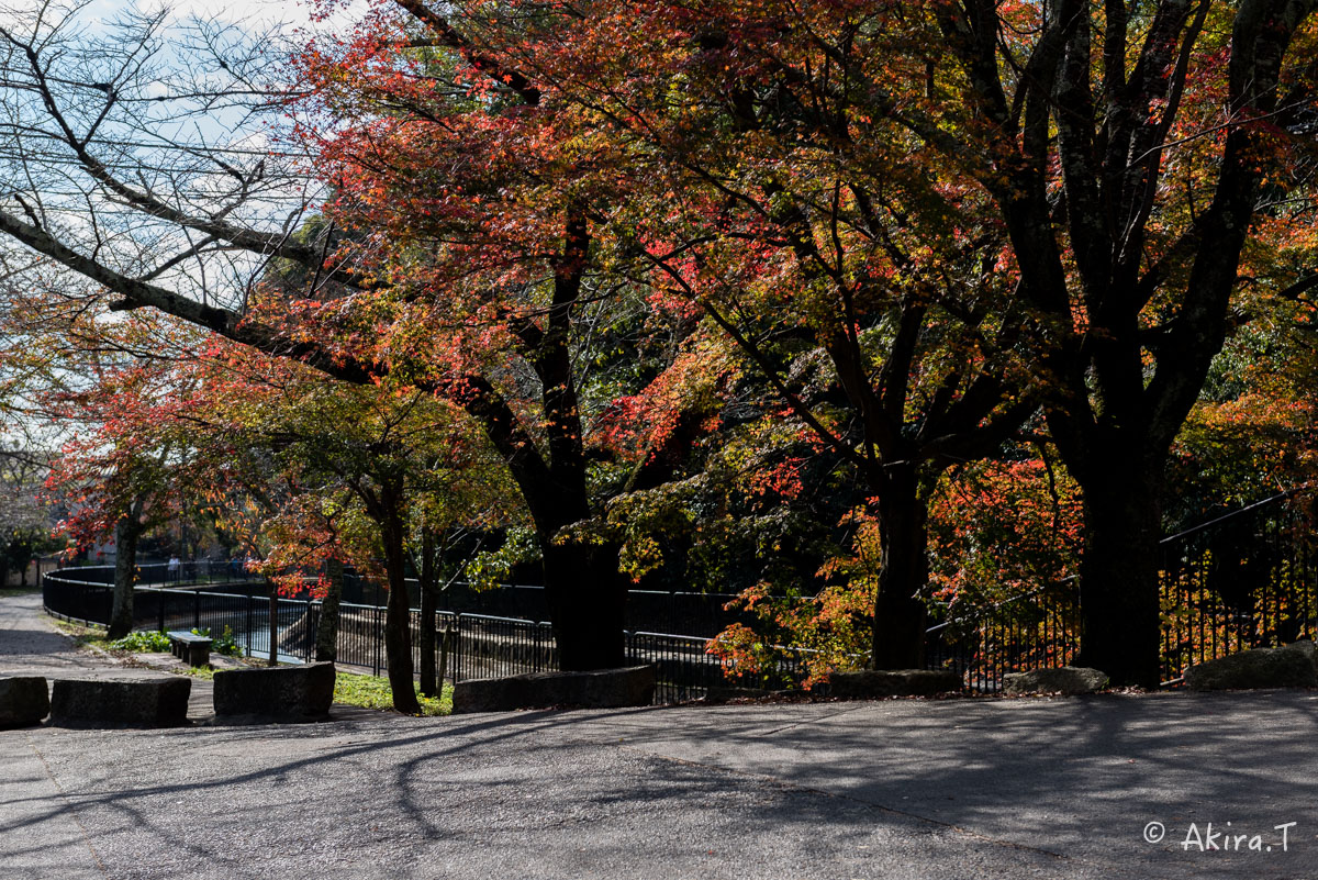 京都・山科の紅葉 2015 〜山科疎水〜_f0152550_1534474.jpg