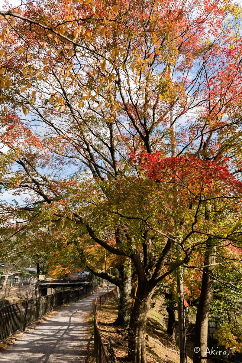 京都・山科の紅葉 2015 〜山科疎水〜_f0152550_15345718.jpg