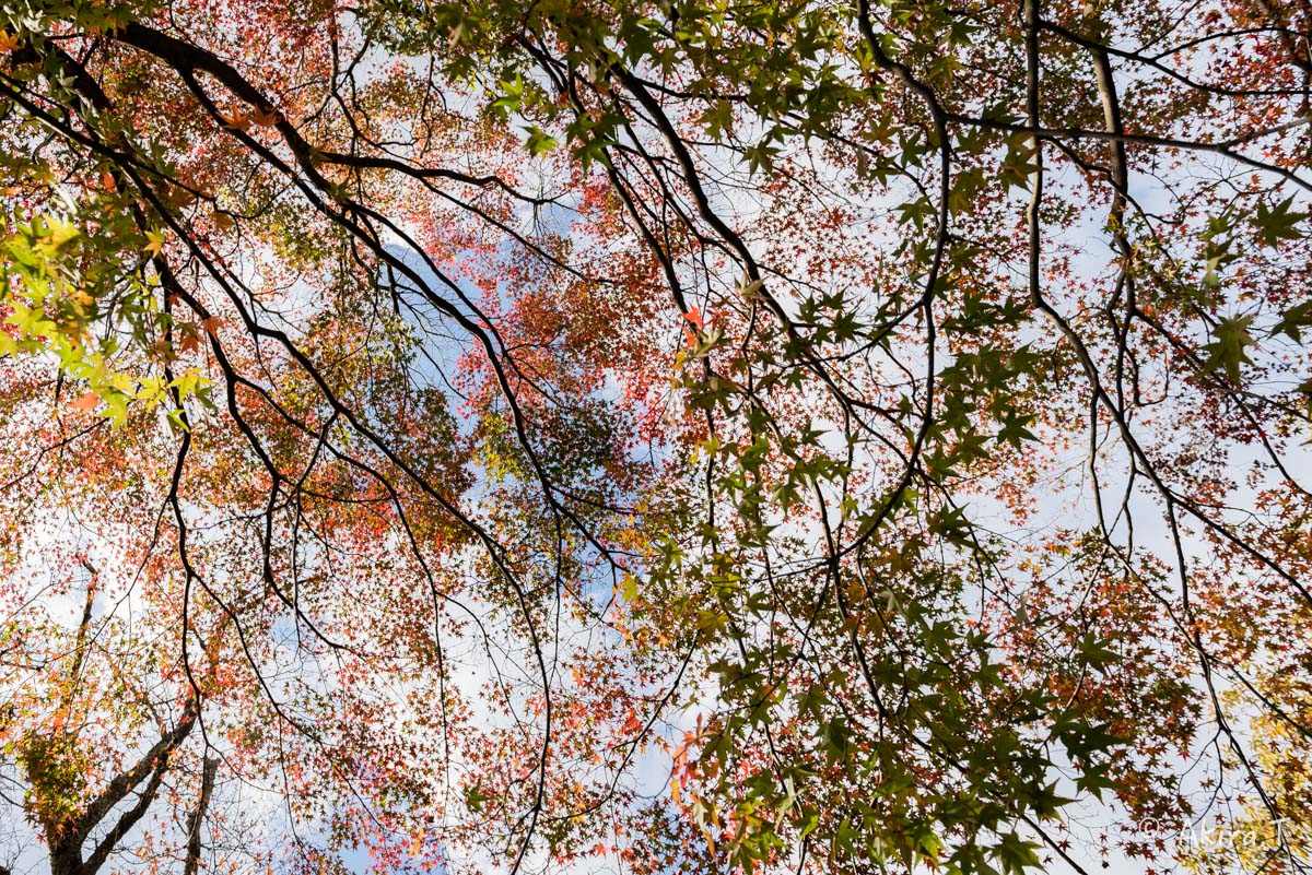 京都・山科の紅葉 2015 〜山科疎水〜_f0152550_15351214.jpg