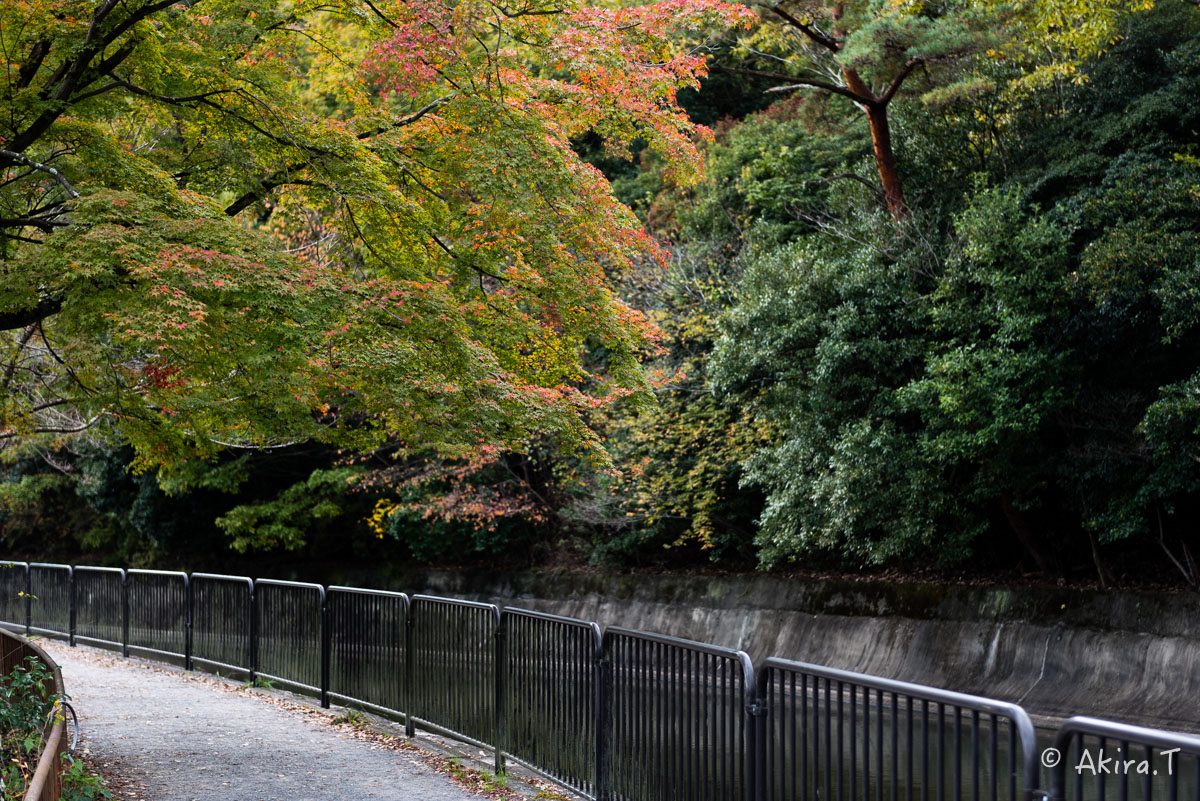 京都・山科の紅葉 2015 〜山科疎水〜_f0152550_15352625.jpg