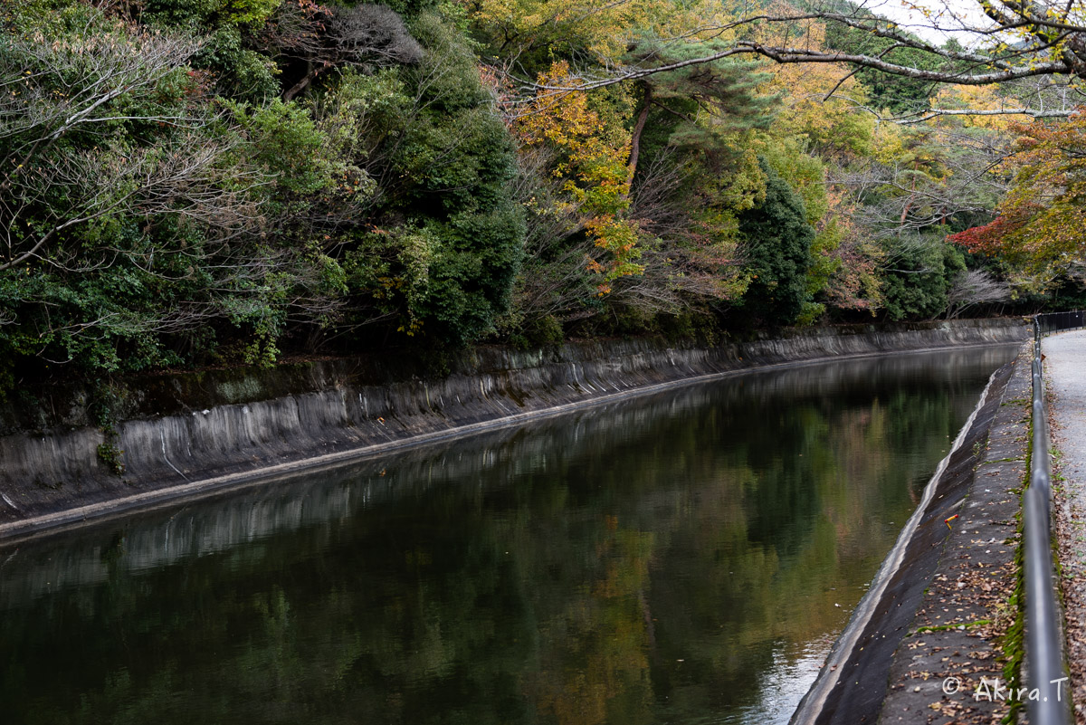 京都・山科の紅葉 2015 〜山科疎水〜_f0152550_15354362.jpg