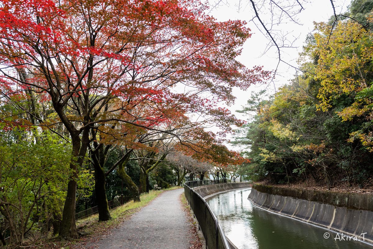 京都・山科の紅葉 2015 〜山科疎水〜_f0152550_1536068.jpg