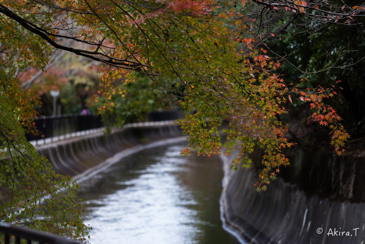 京都・山科の紅葉 2015 〜山科疎水〜_f0152550_15363226.jpg