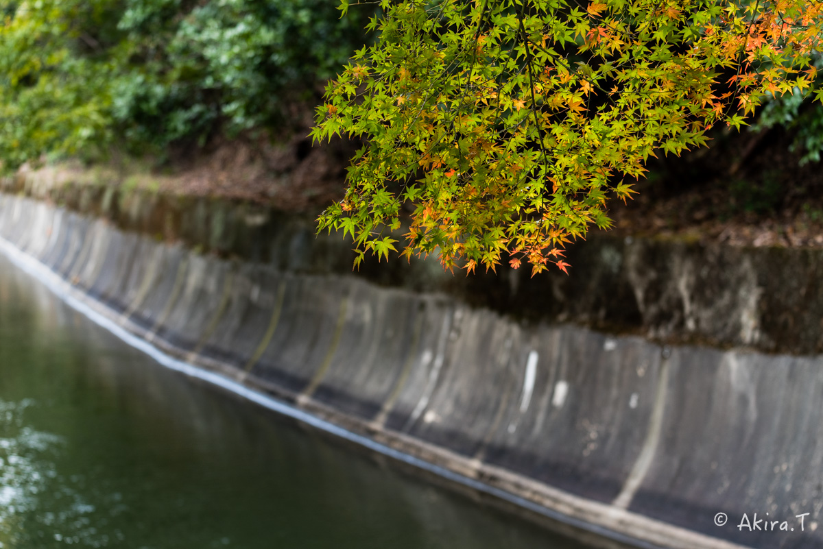 京都・山科の紅葉 2015 〜山科疎水〜_f0152550_15365014.jpg