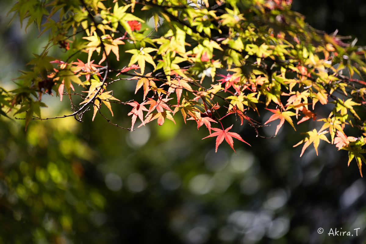 京都・山科の紅葉 2015 〜山科疎水〜_f0152550_15372882.jpg