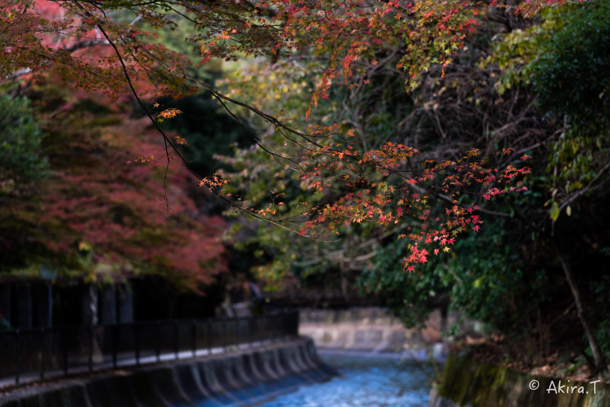 京都・山科の紅葉 2015 〜山科疎水〜_f0152550_15381369.jpg