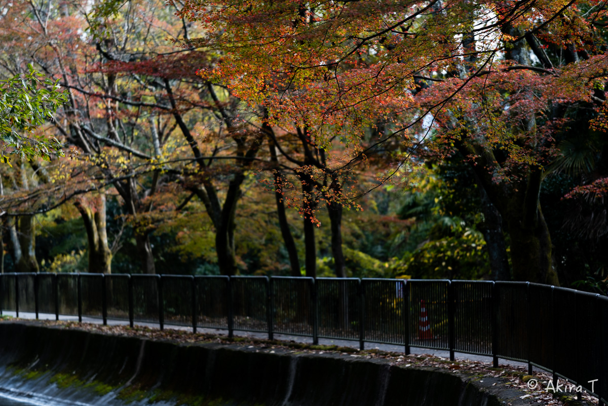 京都・山科の紅葉 2015 〜山科疎水〜_f0152550_15382770.jpg