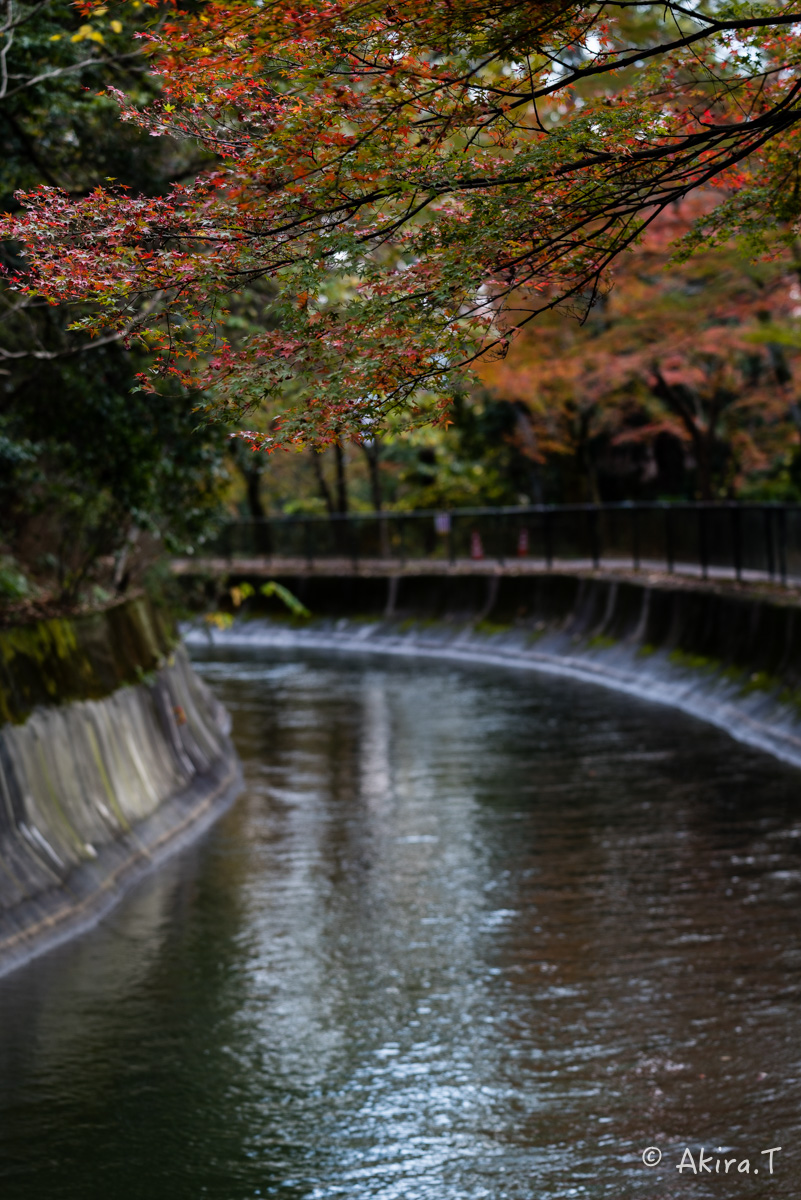 京都・山科の紅葉 2015 〜山科疎水〜_f0152550_15384147.jpg