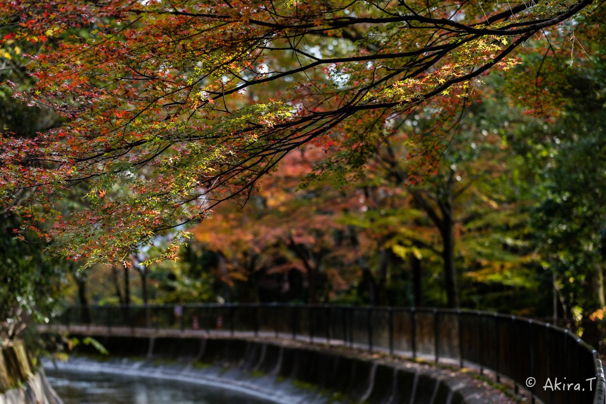 京都・山科の紅葉 2015 〜山科疎水〜_f0152550_15385454.jpg