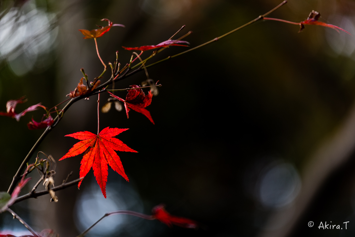 京都・山科の紅葉 2015 〜山科疎水〜_f0152550_1539921.jpg