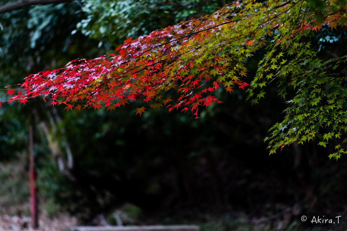 京都・山科の紅葉 2015 〜山科疎水〜_f0152550_1540091.jpg