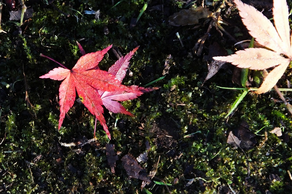 紅葉も終盤へ　（12/9）　　　　_b0236251_14213736.jpg