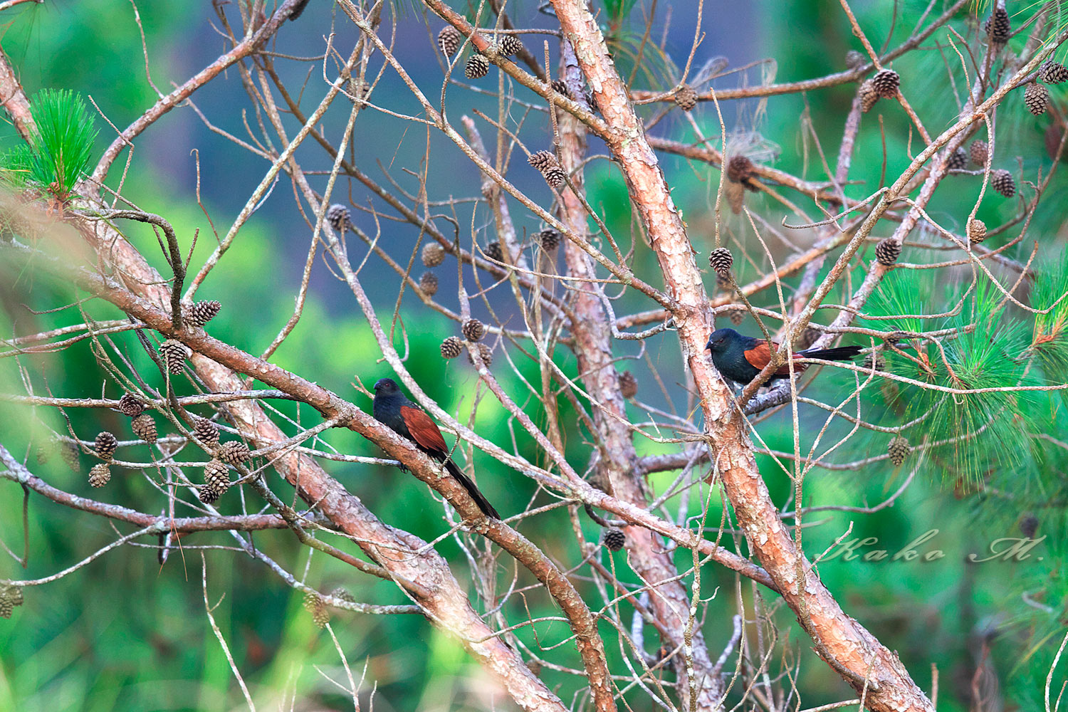 ※マダガスカルバンケン　Madagascar Coucal_d0013455_2112120.jpg