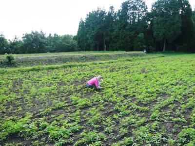 完全無農薬・無化学肥料 菊池水源里山ニンジン!朝採り即日出荷でお届けします!_a0254656_19174054.jpg