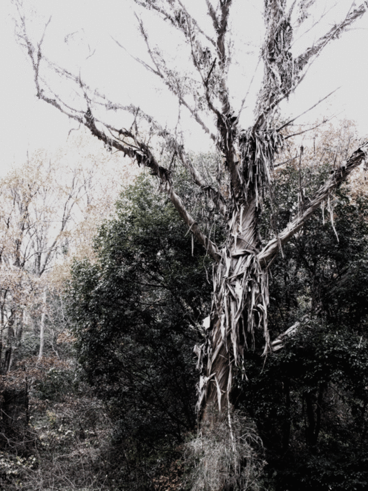 b0277257_22284559.gif