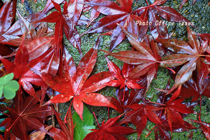 Fallen leaves・・・autumn colors _c0181958_1495943.jpg