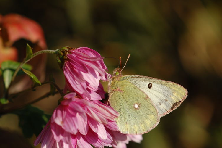 b0167762_1355883.jpg