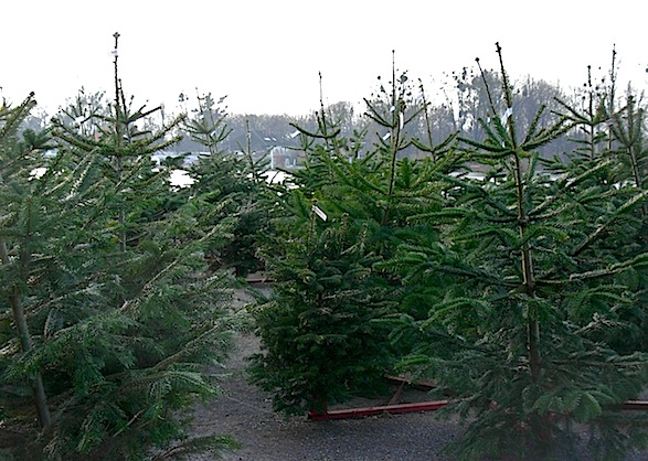 e0357367_22295.jpg