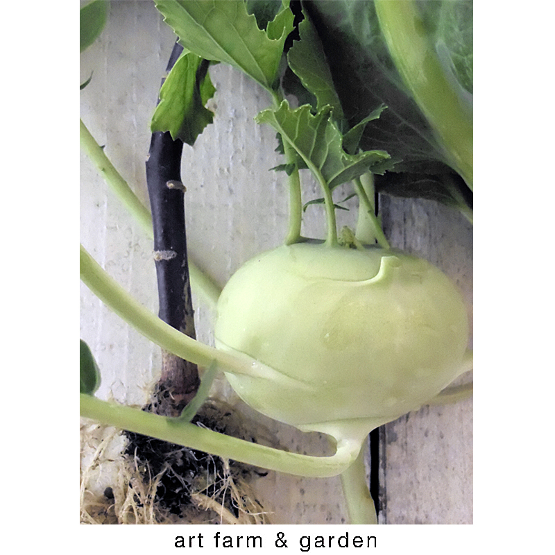 12月、庭の収穫野菜/art farm & garden_b0290469_724293.jpg