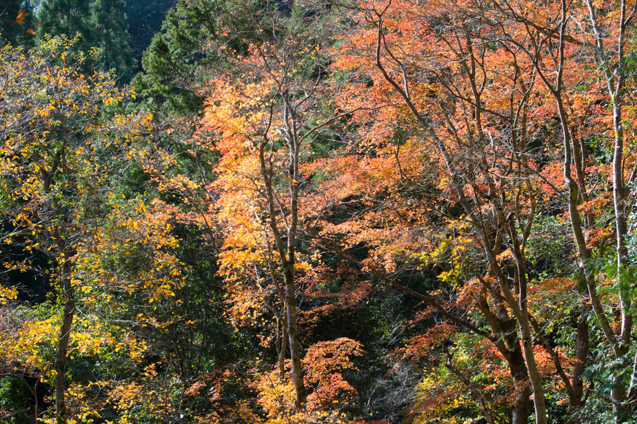 2015 房総紅葉ウォーキング_b0247073_22314715.jpg