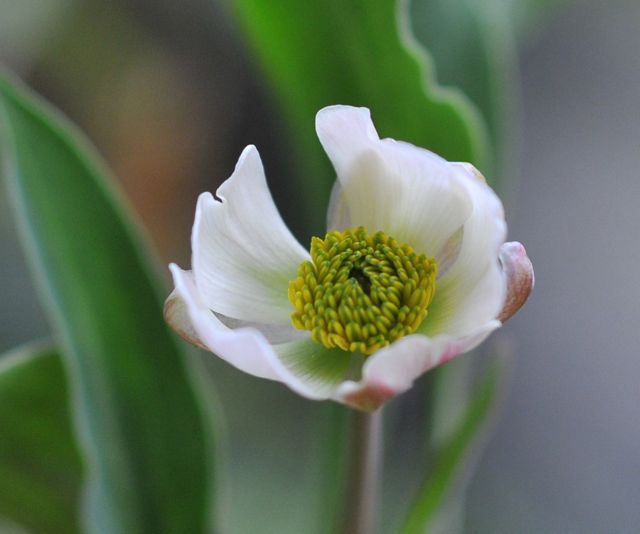 ハゴロモキンポウゲ Rosasolis ハゴロモキンポウゲ Rosasolis