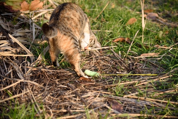 猫と酔っぱらい_b0217090_1471574.jpg