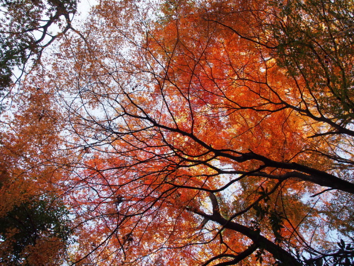 再度山周辺:まだまだ頑張る紅葉を求めて2015/12/12㈯晴後曇　単独_c0134193_15420854.jpg