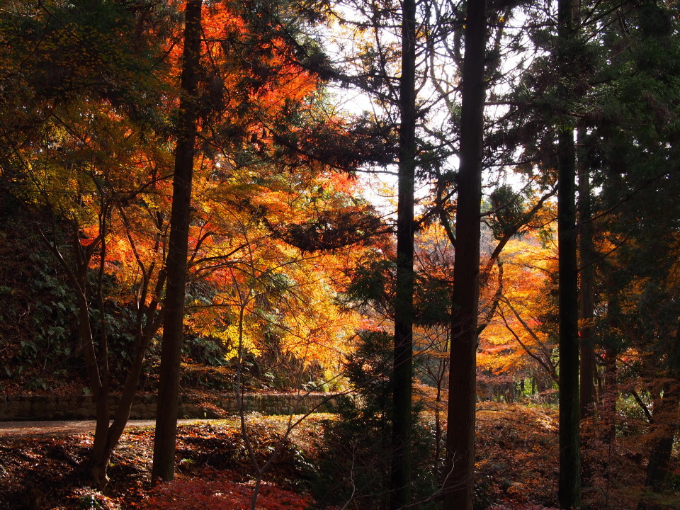 再度山周辺:まだまだ頑張る紅葉を求めて2015/12/12㈯晴後曇　単独_c0134193_17523628.jpg