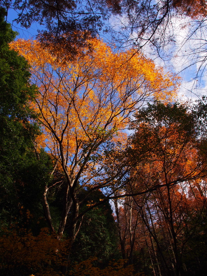 再度山周辺:まだまだ頑張る紅葉を求めて2015/12/12㈯晴後曇　単独_c0134193_17573991.jpg