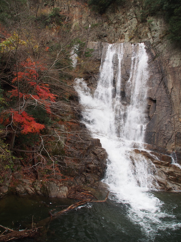 再度山周辺:まだまだ頑張る紅葉を求めて2015/12/12㈯晴後曇　単独_c0134193_18161012.jpg