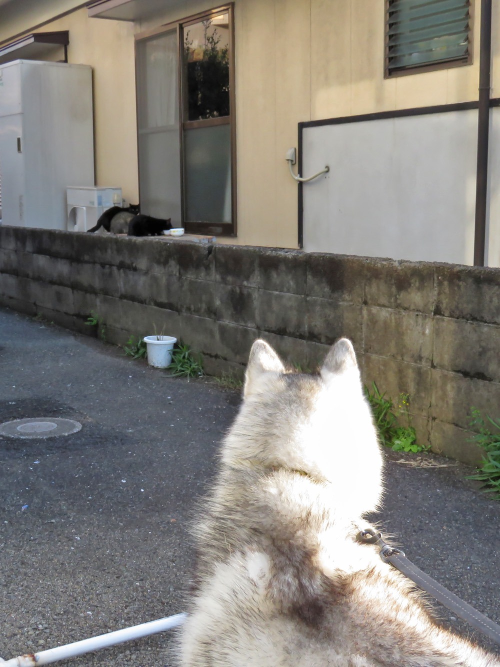 冬はごきげん (^o^)_c0049299_2155403.jpg