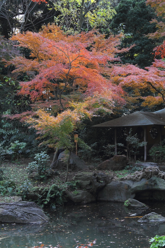 曇り空の紅葉と日射しの紅葉_b0190710_22374878.jpg