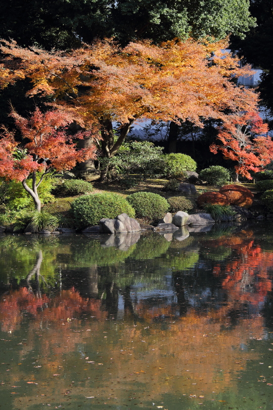 曇り空の紅葉と日射しの紅葉_b0190710_2238964.jpg