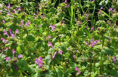 a0164011_12345112.jpg