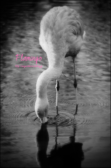 Flamingo_f0100215_20314838.jpg