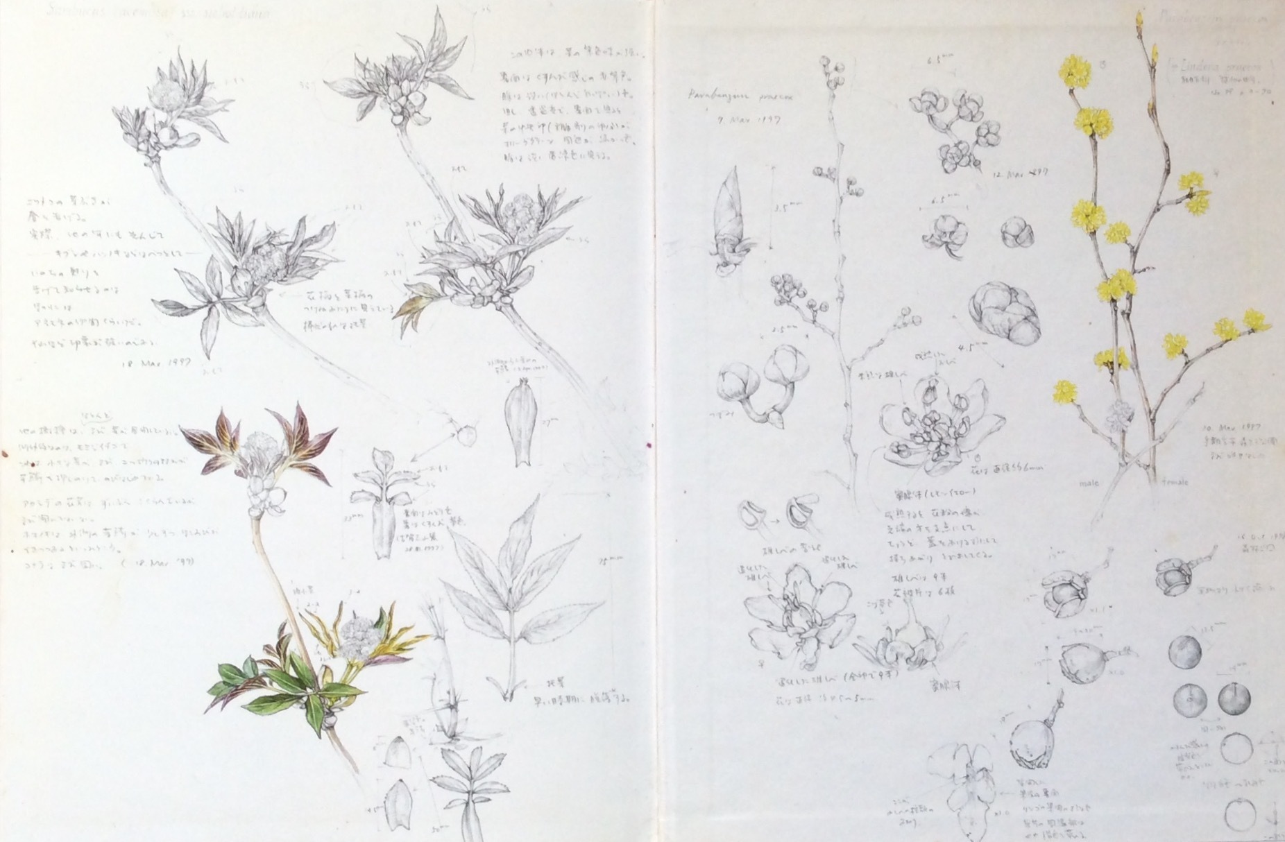 再び、牧野富治郎さんの植物画集から : 風のとおる家から